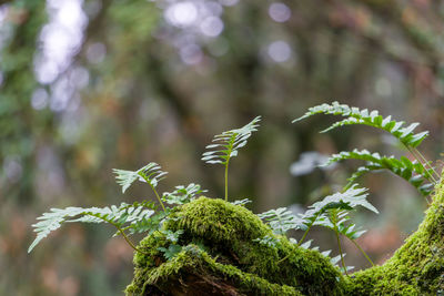 Close-up of plant