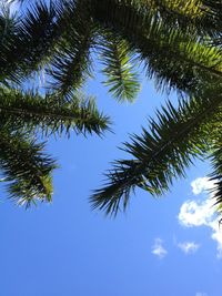 Low angle view of palm trees against blue sky