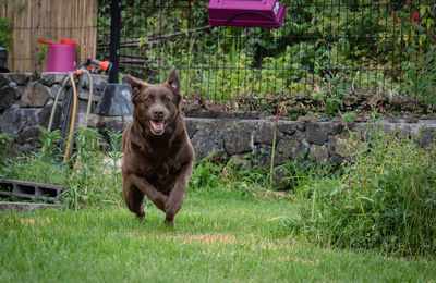 Dog running in field