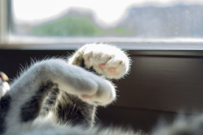 Close-up of cat looking away