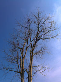 Close-up of bird flying against clear sky