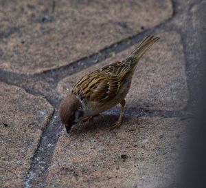 High angle view of a bird on land