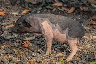 Teacup pig