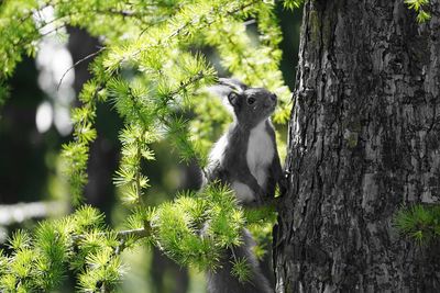 Animal on tree trunk in forest