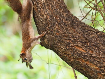 Close-up of squirrel on tree trunk