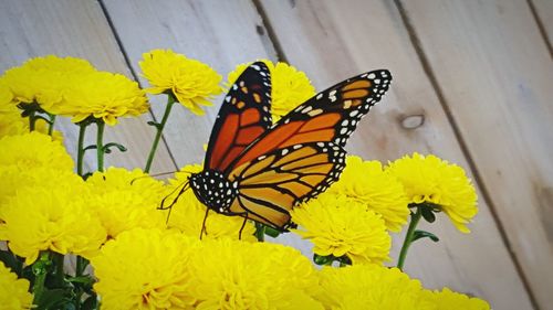 Close-up of butterfly pollinating on yellow flower