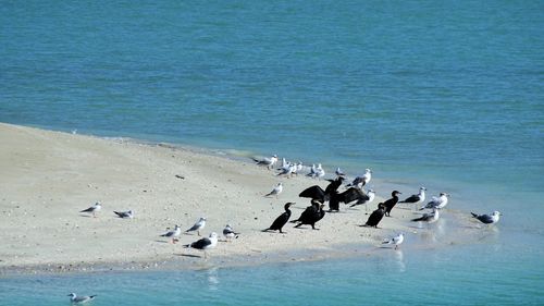 Flock of seagulls on beach