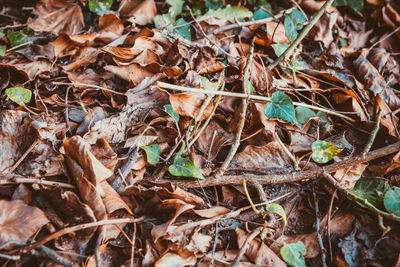 High angle view of dry leaves on field