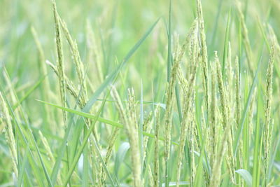 Close-up of wheat growing on field