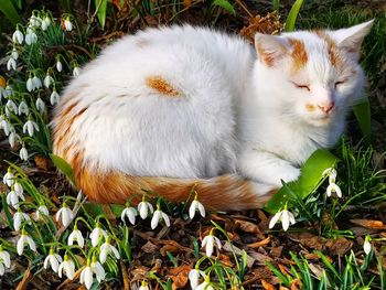 High angle view of cat on field