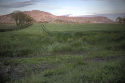 Scenic view of field against sky