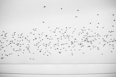 Flock of birds flying in the sky