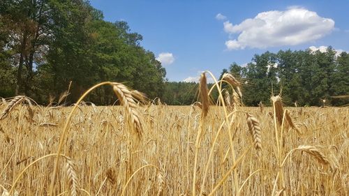 High angle view of stalks in field against sky