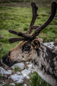 Close-up of deer on field