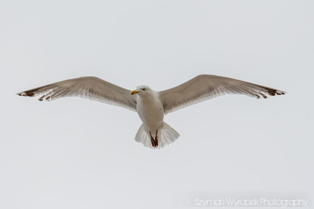 clear sky, spread wings, low angle view, day, no people, outdoors, nature, sky, bird of prey