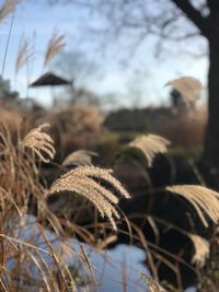 Close-up of plant on field during winter