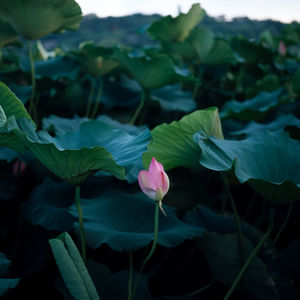 Close-up of pink lotus water lily