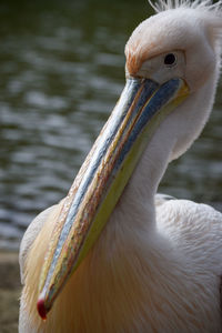 pelican