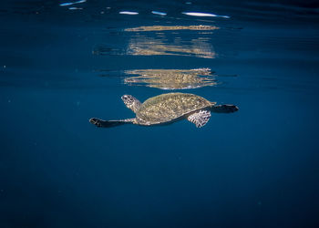 High angle view of turtle swimming in sea