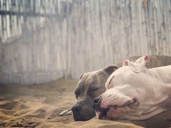 Close-up of a dog sleeping