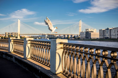 Railing by seagull flying above river