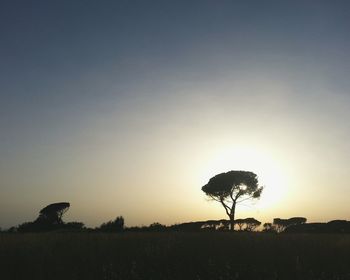 Silhouette tree on field against sky during sunset