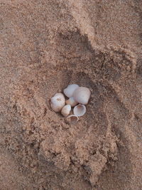 High angle view of a shells on sand