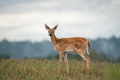 Deer standing on field