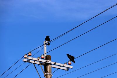 Low angle view of bird perching on cable