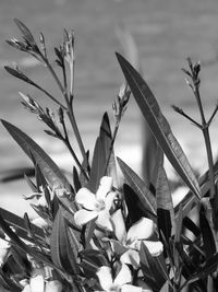 Close-up of flowering plants leaves