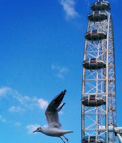Low angle view of seagull flying