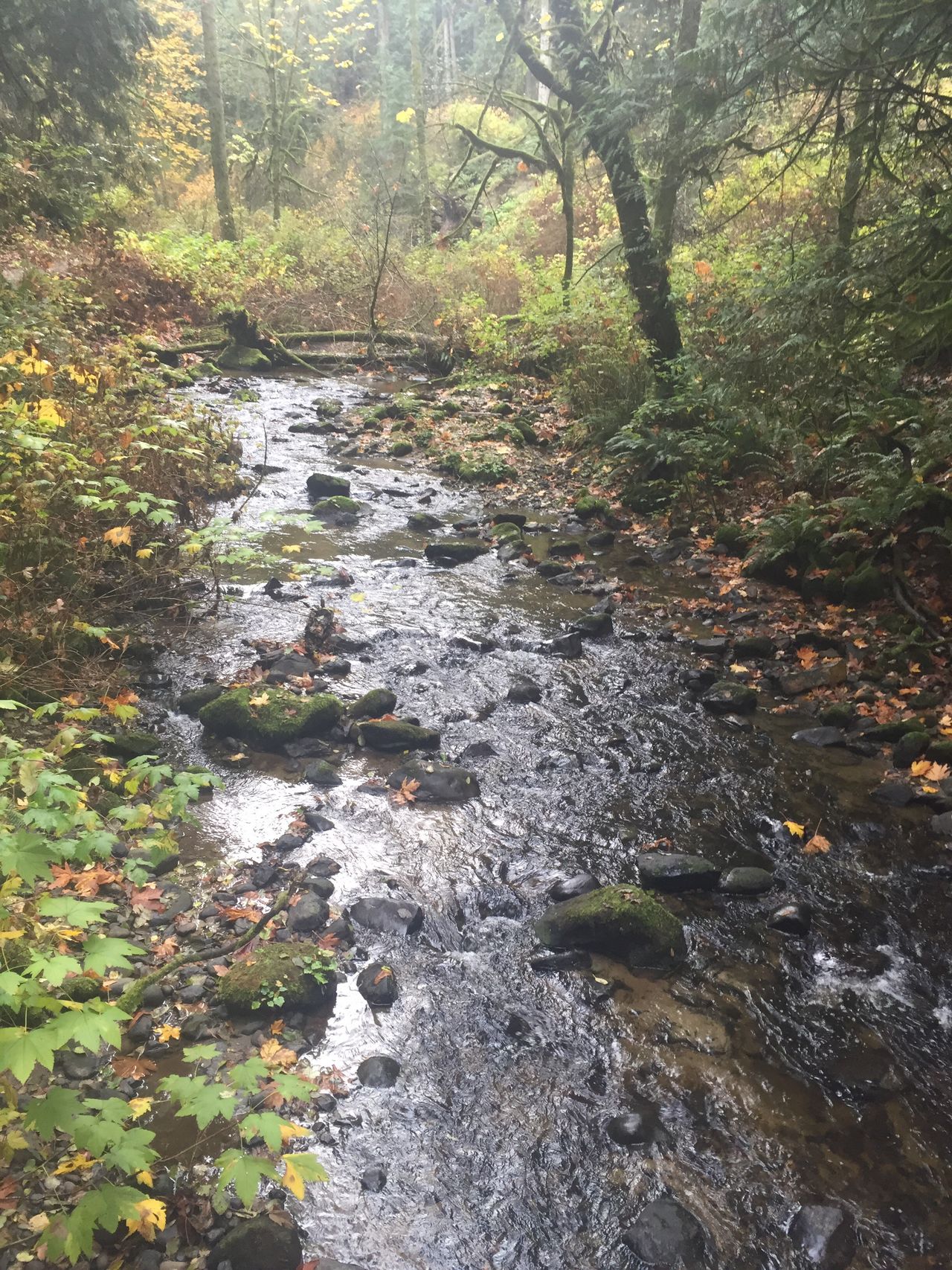 Salmon stream