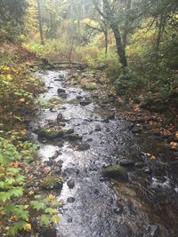 Stream in forest