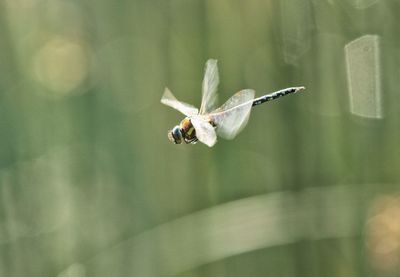 Close-up of insect flying