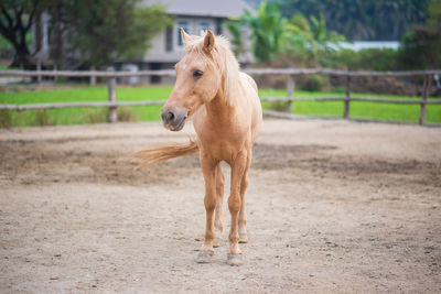 Horse standing in ranch