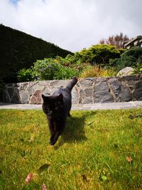 Black cat standing in grass