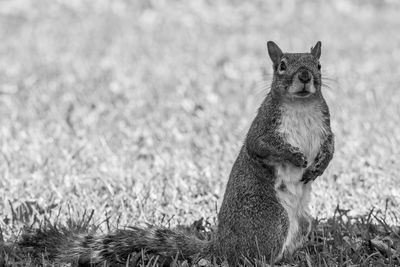 Portrait of cat on field