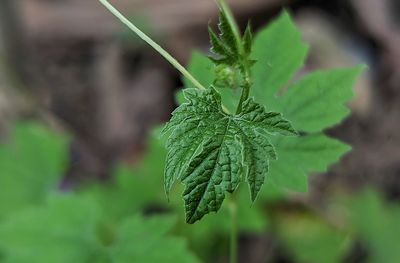 Close-up of fresh green leaves