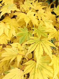 Full frame shot of yellow tree