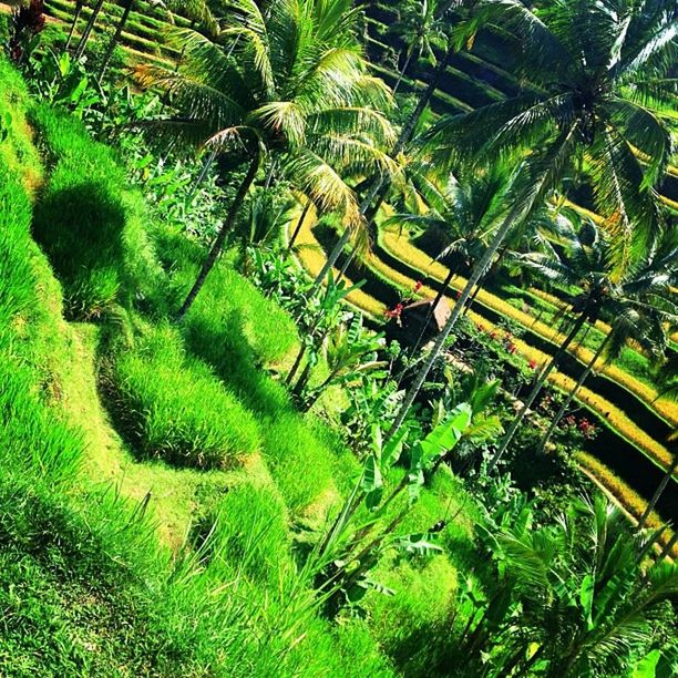 green color, growth, tree, palm tree, plant, nature, agriculture, leaf, beauty in nature, green, lush foliage, tranquility, fern, growing, cactus, field, outdoors, day, rural scene, palm leaf