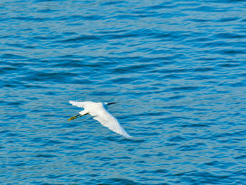 Seagulls flying over sea