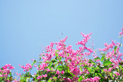 Low angle view of pink cosmos flowers against clear sky