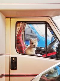 Dog sitting on truck