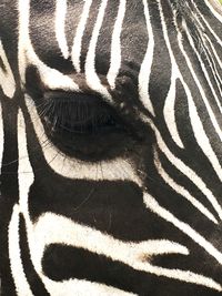 Close-up of shadow on zebra