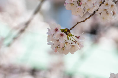 Close-up of cherry blossoms in spring