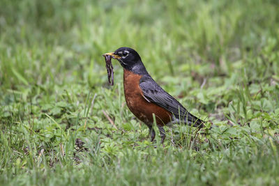 Close-up of bird on field