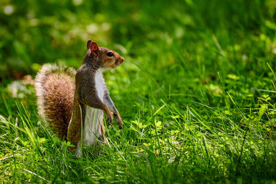 Squirrel on a field