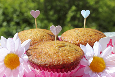 Close-up of cupcakes on pink flower