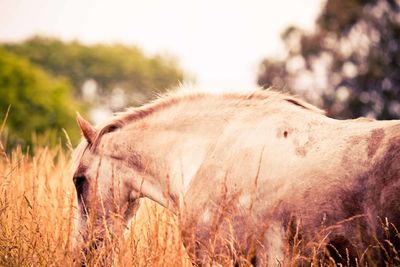 Side view of horse on field