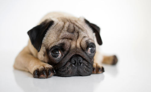 Close-up portrait of pug over white background